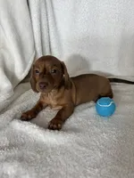 Dexter, a male Dachshund for sale in Greenfield, IN – 5 of 6
