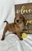 Skipper, a male Miniature Goldendoodle for sale in Greenfield, IN – Photo 2 of 5