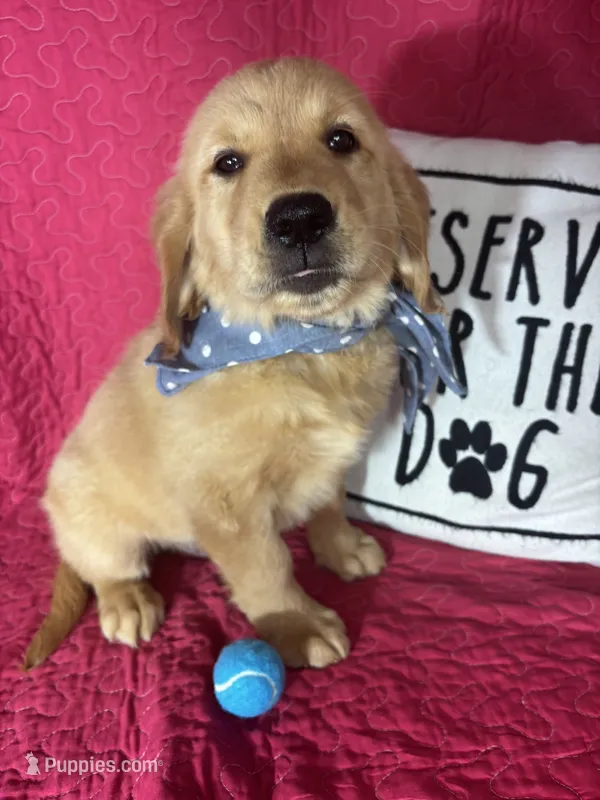 Gunner – Golden Retriever puppy for sale in Greenfield, IN