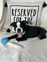 Baker, a male Boston Terrier for sale in Greenfield, IN – 2 of 5