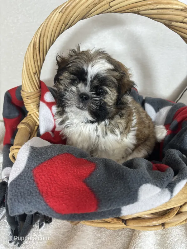 Skittle – Shih Tzu puppy for sale in Greenfield, IN