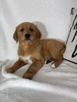 Ginger, a female Golden Retriever for sale in Greenfield, IN – 5 of 5