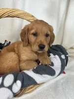 Gwen, a female Golden Retriever for sale in Greenfield, IN – 4 of 4