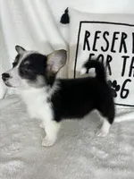 Chloe , a female Pembroke Welsh Corgi for sale in Greenfield, IN – 4 of 5