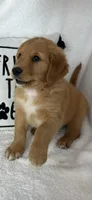 Gizmo, a male Golden Retriever for sale in Greenfield, IN – 1 of 4