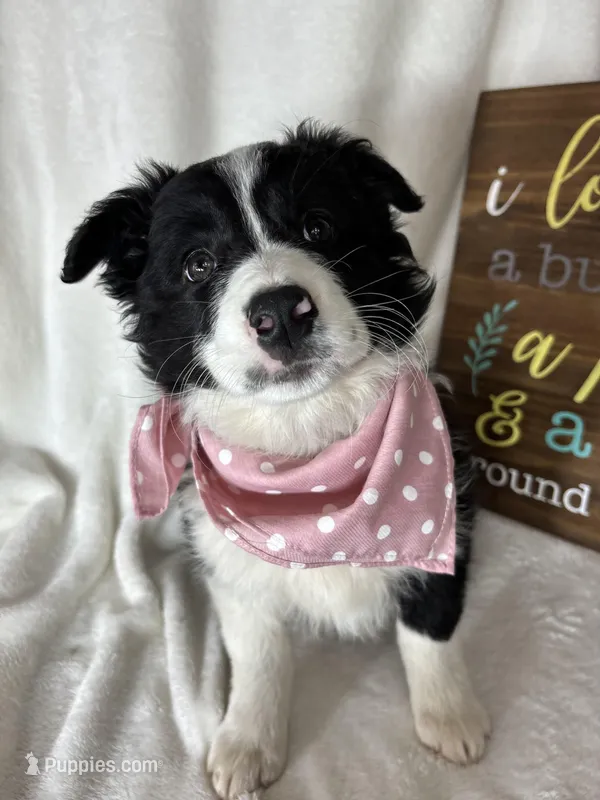 Bella – Border Collie puppy for sale in Greenfield, IN
