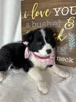 Bella, a female Border Collie for sale in Greenfield, IN – 4 of 5