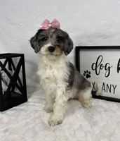 Rachel, a female Miniature Bernedoodle for sale in Greenfield, IN – Photo 2 of 5