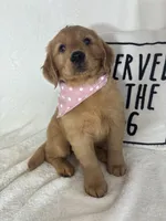 Saffron, a female Golden Retriever for sale in Greenfield, IN – 4 of 5