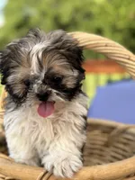 Skittle, a male Shih Tzu for sale in Greenfield, IN – 3 of 4
