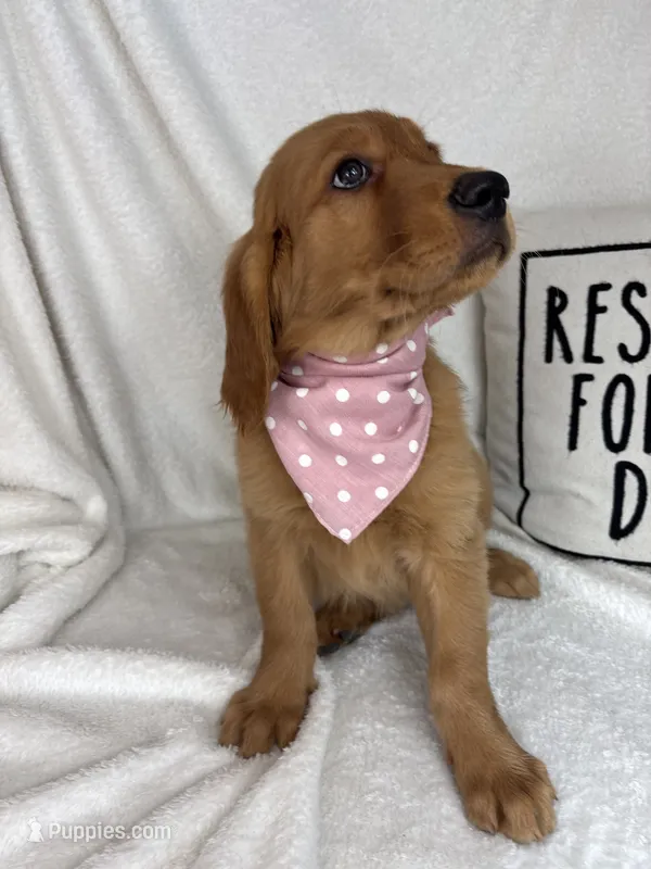 Gracie – Golden Retriever puppy for sale in Greenfield, IN