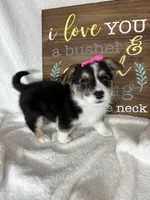 Carmen, a female Pembroke Welsh Corgi for sale in Greenfield, IN – Photo 5 of 5