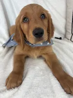 Goose, a male Golden Retriever for sale in Greenfield, IN – 6 of 6