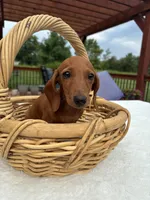 Bob, a male Miniature Dachshund for sale in Greenfield, IN – 4 of 5