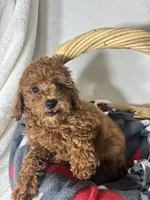 Ginger, a female Miniature Goldendoodle for sale in Greenfield, IN – 1 of 4