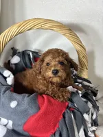 Gabe , a male Miniature Goldendoodle for sale in Greenfield, IN – 1 of 5