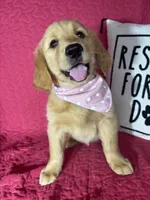 Ginger, a female Golden Retriever for sale in Greenfield, IN – 1 of 5