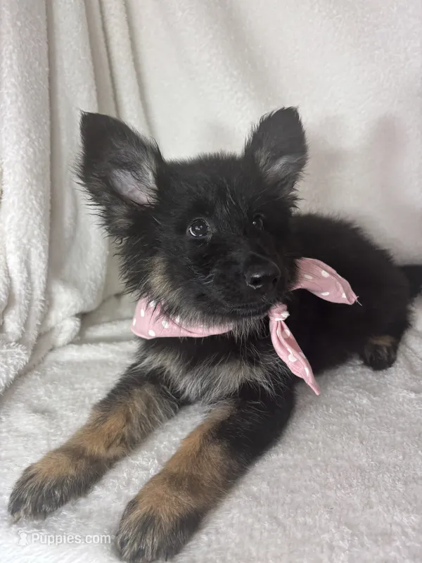 Gwyneth – German Shepherd Dog puppy for sale in Greenfield, IN