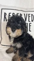 Joey, a male Bernedoodle for sale in Greenfield, IN – 1 of 6