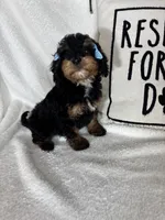 Mira, a female Miniature Bernedoodle for sale in Greenfield, IN – 2 of 6