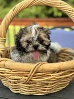 Skipper, a male Shih Tzu for sale in Greenfield, IN – 1 of 4