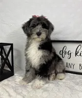 Phoebe, a female Miniature Bernedoodle for sale in Greenfield, IN – Photo 1 of 5