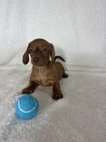 Dexter, a male Dachshund for sale in Greenfield, IN – 2 of 6