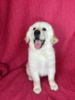 Greta, a female English Cream Golden Retriever for sale in Greenfield, IN – 5 of 5