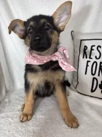Gracie, a female German Shepherd Dog for sale in Greenfield, IN – 4 of 5
