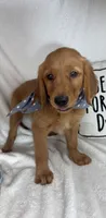 Grover, a male Golden Retriever for sale in Greenfield, IN – 2 of 6