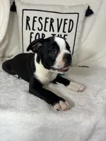 Baker, a male Boston Terrier for sale in Greenfield, IN – 3 of 5