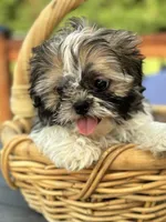 Skittle, a male Shih Tzu for sale in Greenfield, IN – 3 of 4
