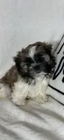 Skittle, a male Shih Tzu for sale in Greenfield, IN – 1 of 4