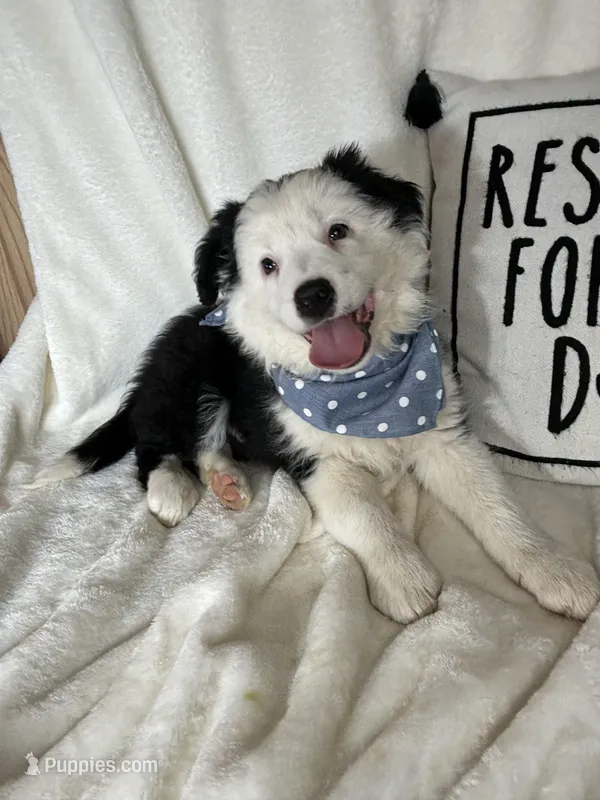Bentley, a male Border Collie for sale in Greenfield, IN – Photo 1 of 5