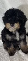 Joey, a male Bernedoodle for sale in Greenfield, IN – 3 of 6