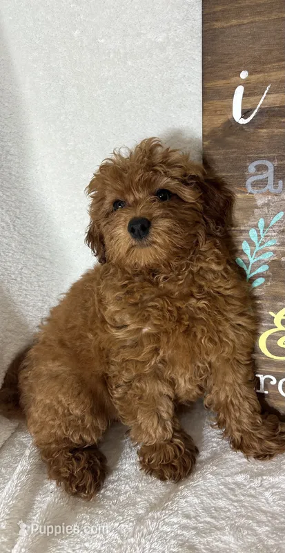 Goldie – Miniature Goldendoodle puppy for sale in Greenfield, IN