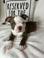 Butter, a male Boston Terrier for sale in Greenfield, IN – 3 of 5