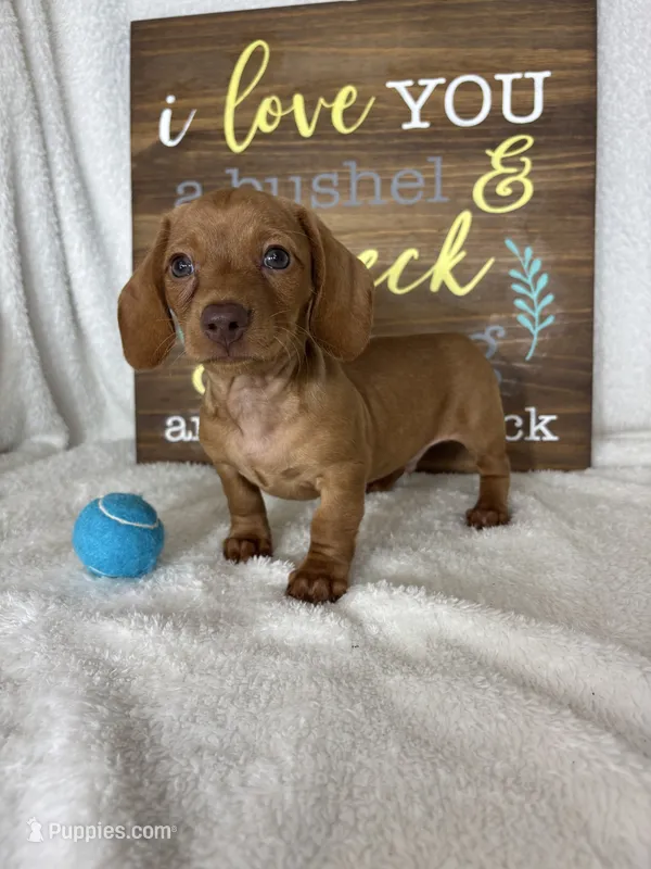 Duke – Dachshund puppy for sale in Greenfield, IN