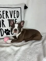 Betty, a female Boston Terrier for sale in Greenfield, IN – 4 of 4