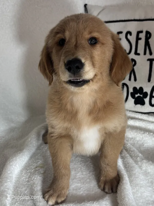Grover – Golden Retriever puppy for sale in Greenfield, IN