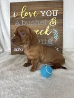 Dexter, a male Dachshund for sale in Greenfield, IN – 6 of 6