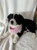 Bella, a female Border Collie for sale in Greenfield, IN – Photo 5 of 5