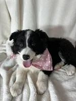 Bella, a female Border Collie for sale in Greenfield, IN – Photo 2 of 5