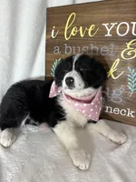 Bella, a female Border Collie for sale in Greenfield, IN – Photo 3 of 5