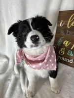 Bella, a female Border Collie for sale in Greenfield, IN – Photo 1 of 5