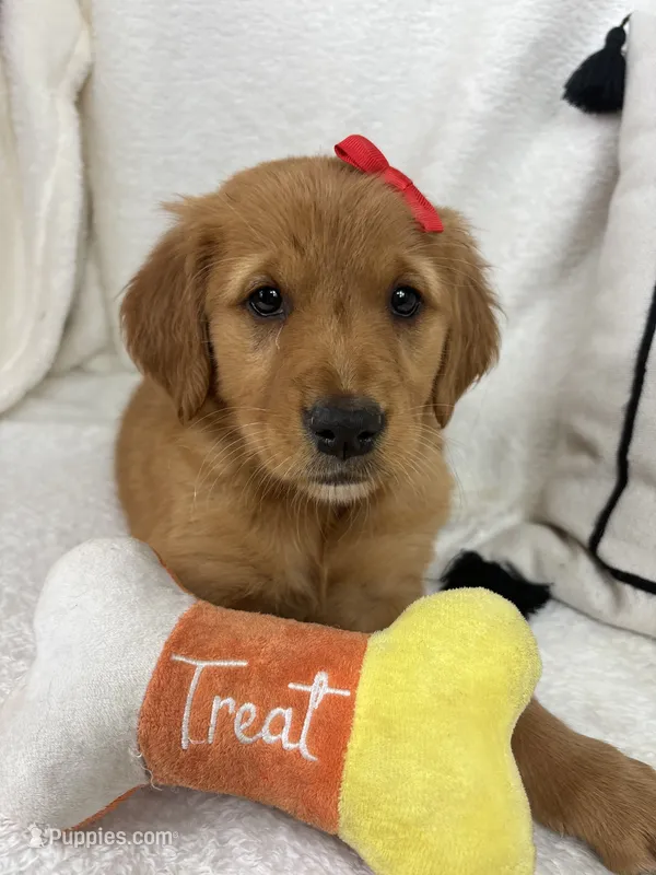 Ginger – Golden Retriever puppy for sale in Greenfield, IN