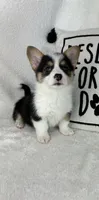Casper , a male Pembroke Welsh Corgi for sale in Greenfield, IN – 4 of 5