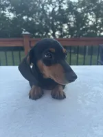 Buster, a male Miniature Dachshund for sale in Greenfield, IN – 4 of 5