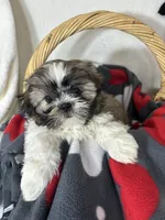 Skipper, a male Shih Tzu for sale in Greenfield, IN – 3 of 5