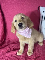 Gwen, a female Golden Retriever for sale in Greenfield, IN – 3 of 5